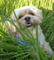 My Pet Dog Stanley